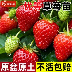 奶油草莓苗秧带果四季 结果特大号红颜玄玉丹东99新草莓苗阳台盆栽