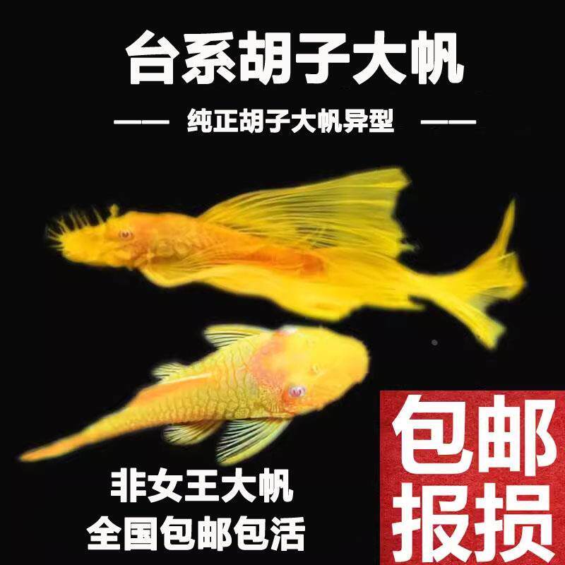 24K黄金大胡子大帆小型淡水鱼清缸除藻工具鱼热带鱼新手异型鱼