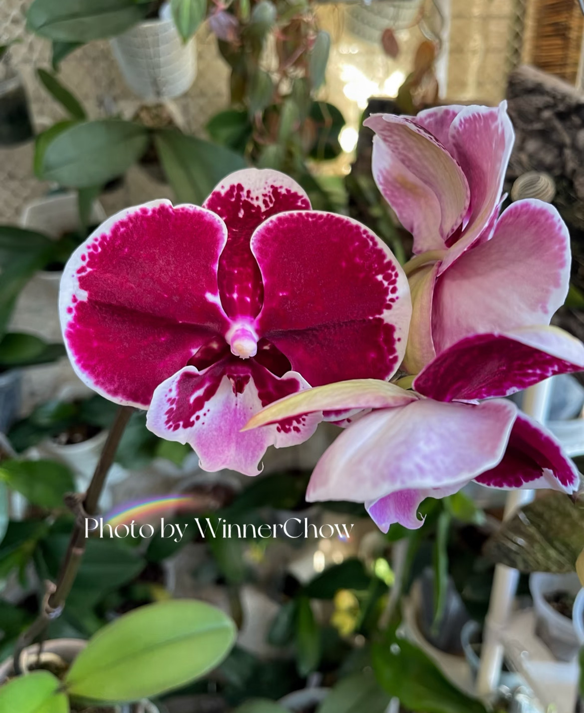 任意两颗包邮  1.7寸杯【超群圆舞曲】Ch2192 蝴蝶兰宝宝苗 微瑕,鲜花速递/花卉仿真/绿植园艺,国兰/杂交兰/洋兰类,淘宝优惠券,粉丝福利购,淘宝优惠卷