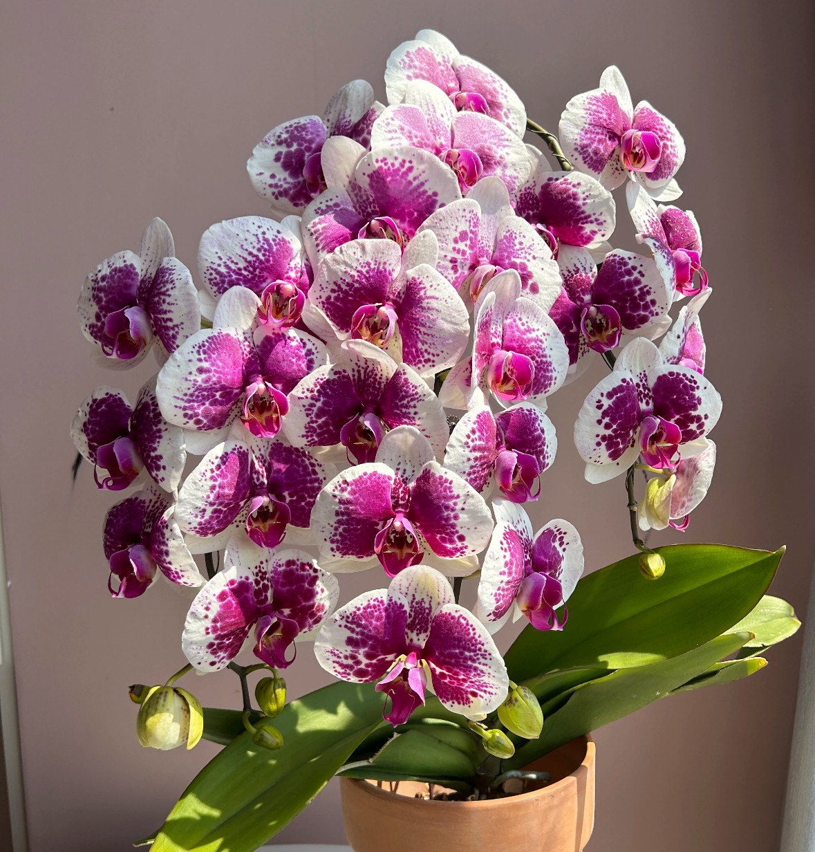 蝴蝶兰【鸿运财神】2.5寸杯 不带花剑,鲜花速递/花卉仿真/绿植园艺,国兰/杂交兰/洋兰类,淘宝优惠券,粉丝福利购,淘宝优惠卷