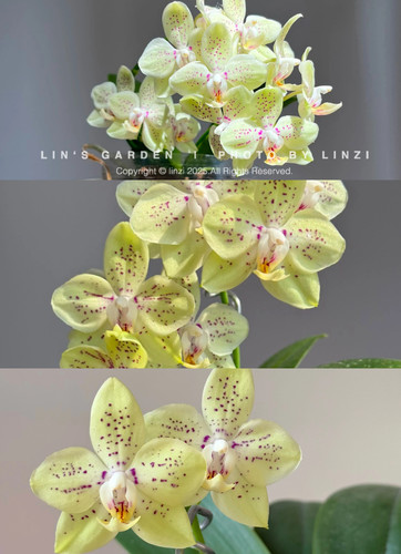 新品蝴蝶兰【糯米团子】1.7寸杯宝宝苗