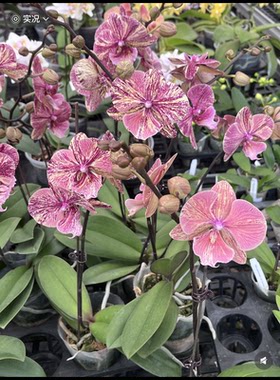 蝴蝶兰【千机变•五花肉】1.7寸杯 宝宝苗 开花多样性