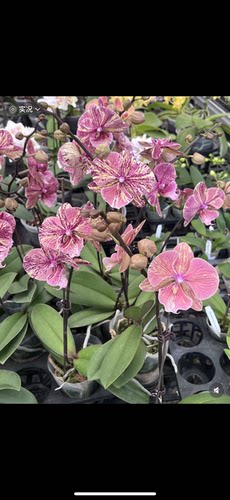 蝴蝶兰【千机变•五花肉】1.7寸杯 宝宝苗 开花多样性