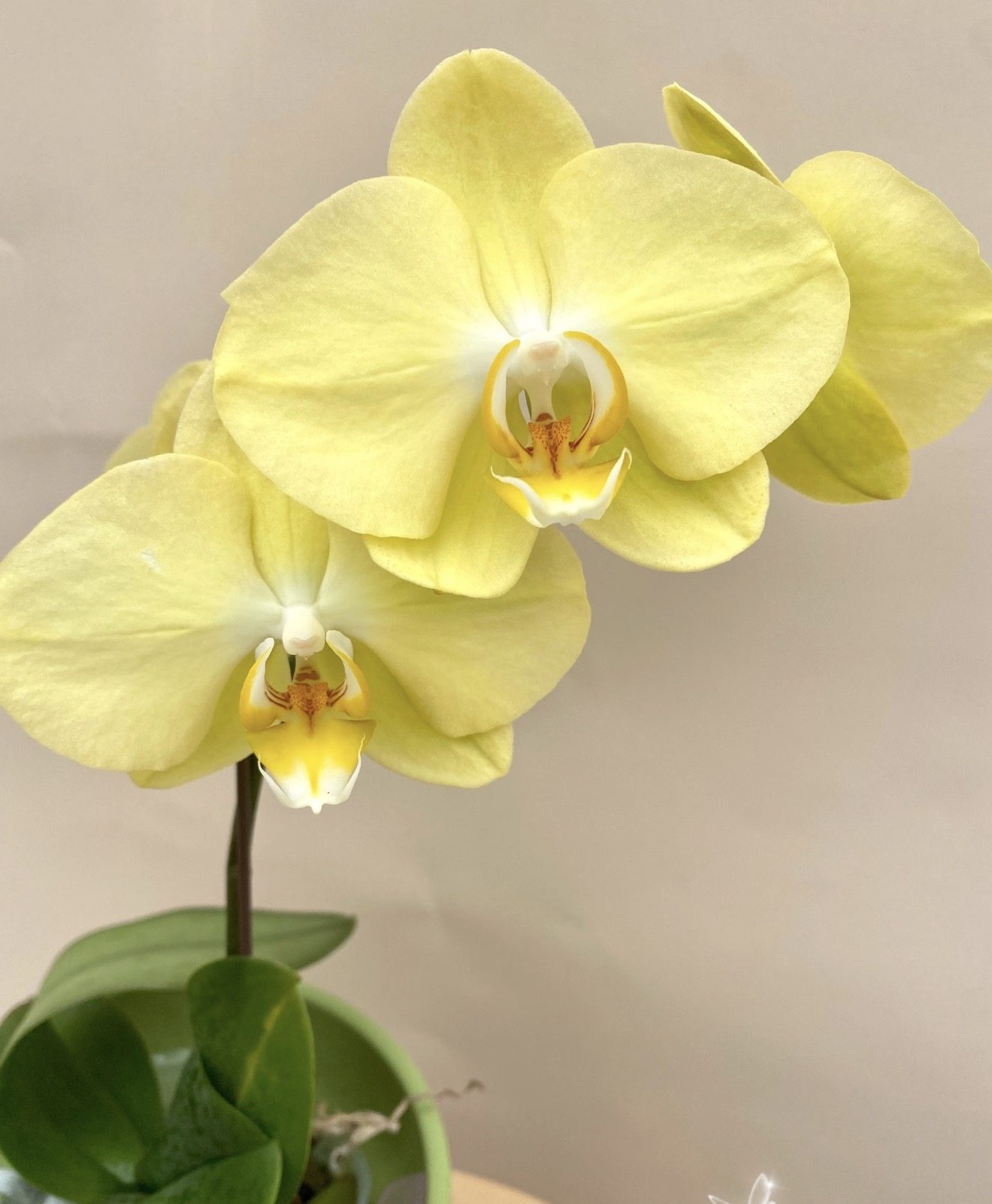 蝴蝶兰【青睐】2.8寸杯带花剑 花剑刚破口