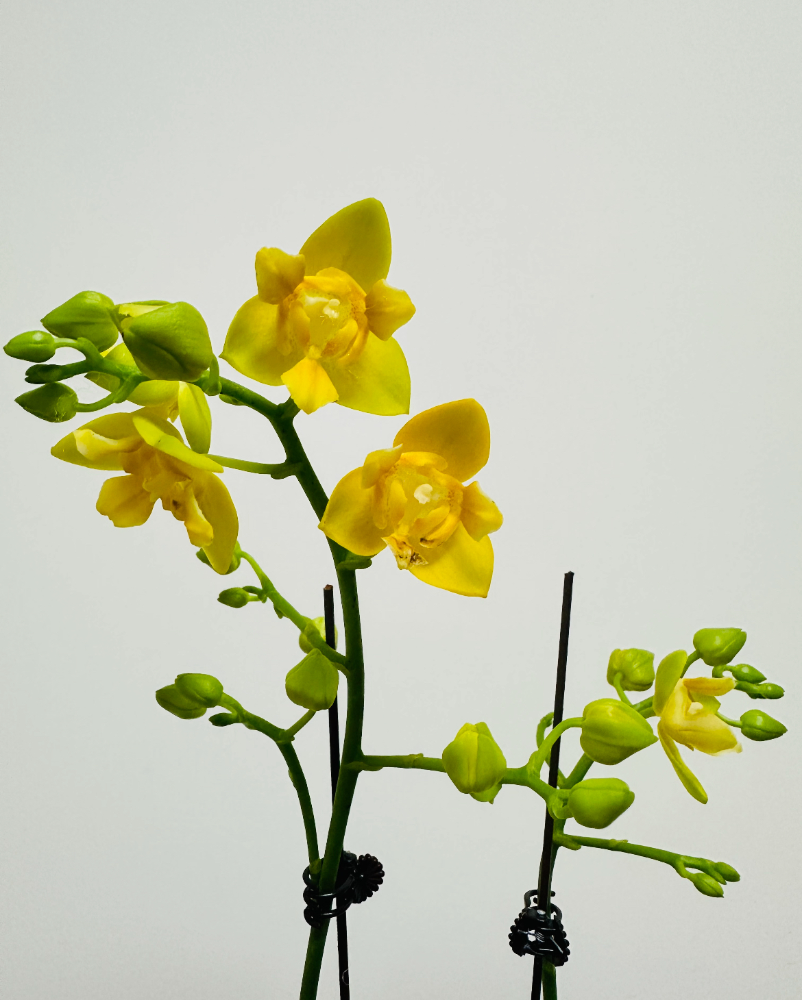 1.7寸宝宝苗【超群ch2212 叮当】蜡制变异三角趣味蝶小花 带香味