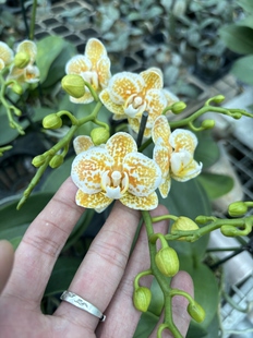 高货蝴蝶兰【雅风黄金豹】2.8寸杯 不带花剑