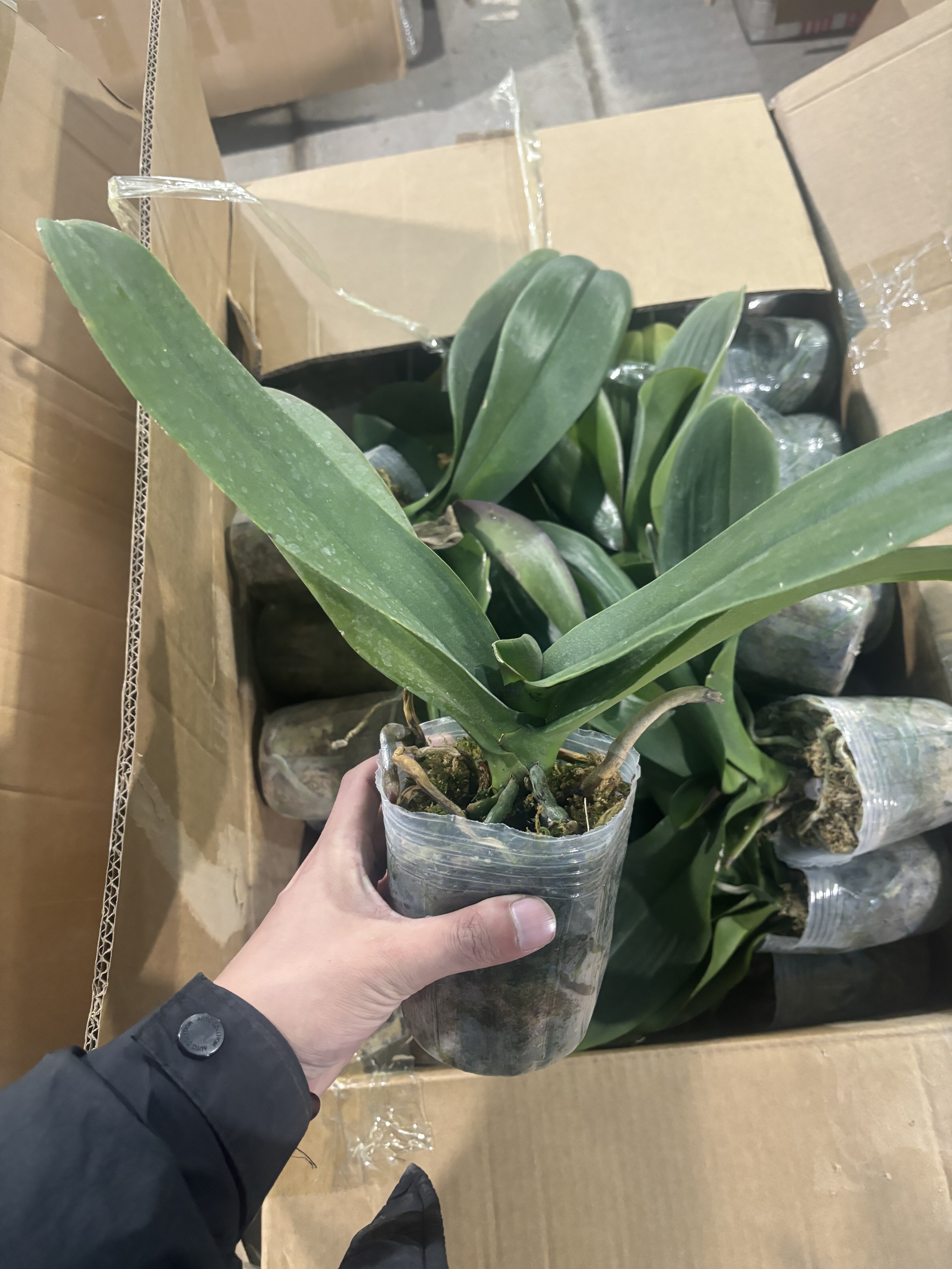 19.9三颗蝴蝶兰【3.5寸杯瑕疵盲盒】花后叶损苗 不带花剑 无售后,鲜花速递/花卉仿真/绿植园艺,国兰/杂交兰/洋兰类,淘宝优惠券,粉丝福利购,淘宝优惠卷