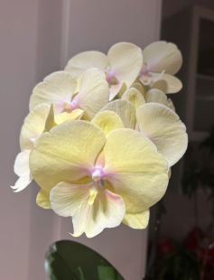 不带花剑 一颗不发 2.8寸杯 大吉大利 根不多 蝴蝶兰