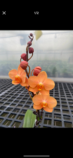 一颗不发 蝴蝶兰【砂糖橘】1.7寸杯宝宝苗 根系一般 不带花剑