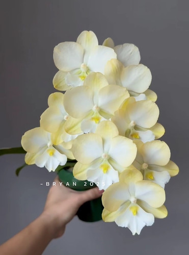 蝴蝶兰 【超群玉兔大舌头】 2.8寸杯 不带花剑 叶损