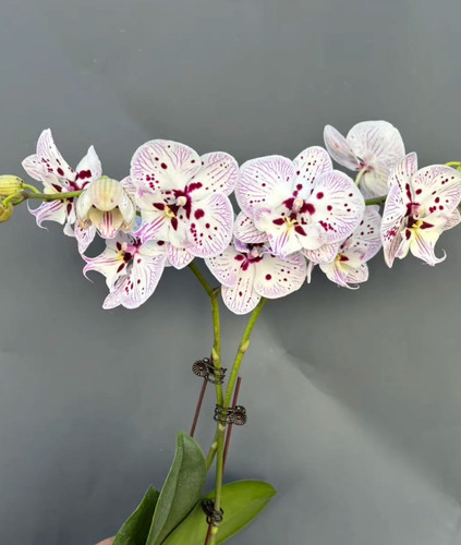 蝴蝶兰【再见萤火虫】2.8寸杯 不带花剑