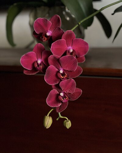 蝴蝶兰【拉菲】2.8寸杯 带双花剑