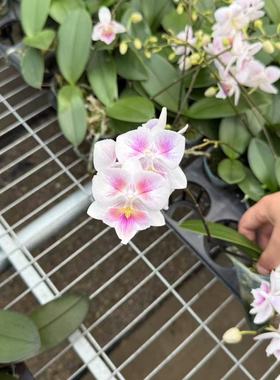 新品蝴蝶兰【JC978 草莓QQ糖】2.5寸杯 带花剑 有几率两眼变异