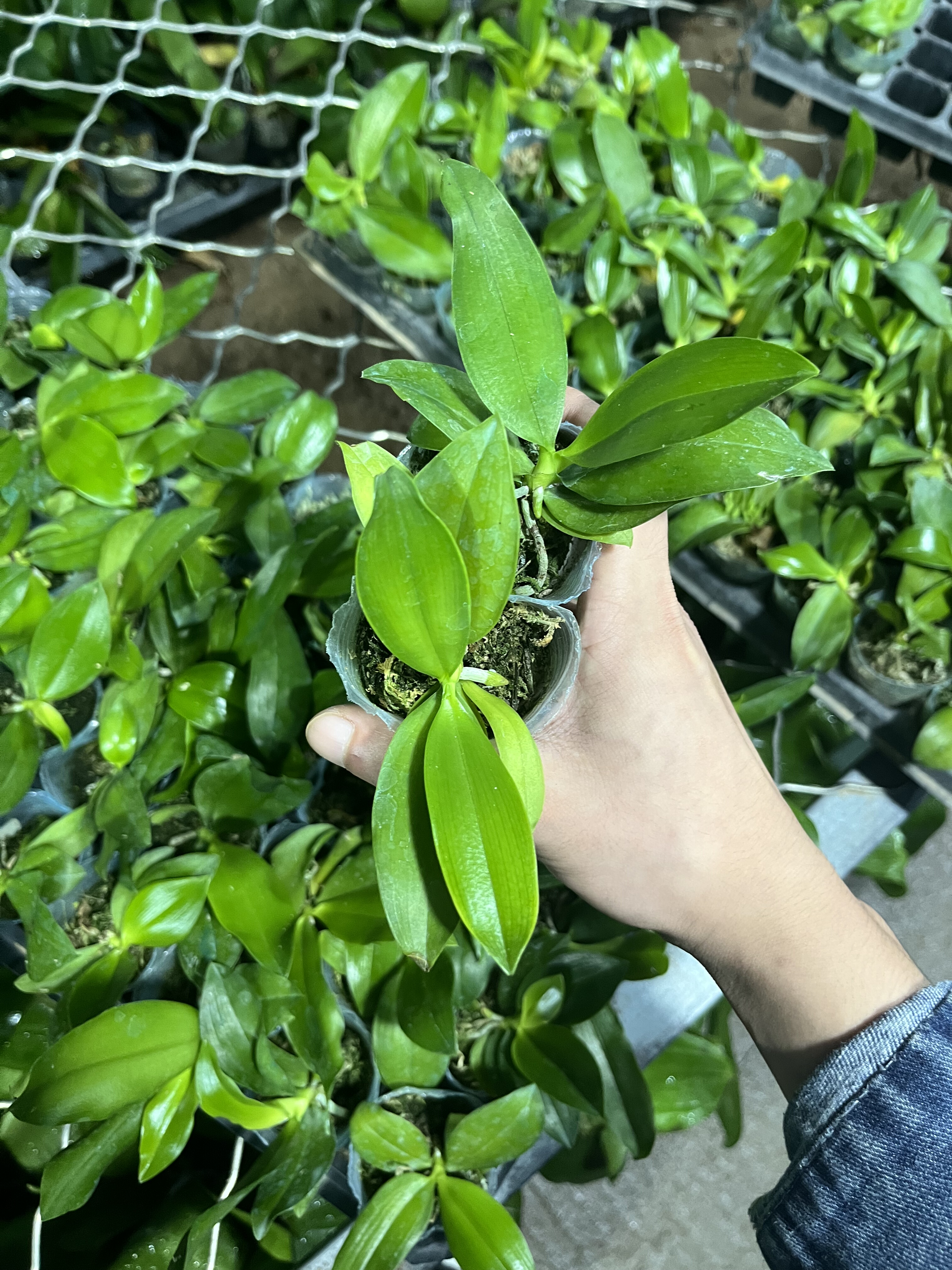 （两颗）反射龙交紫盾1.7寸杯瑕疵宝宝苗 晃头 苗 无售后