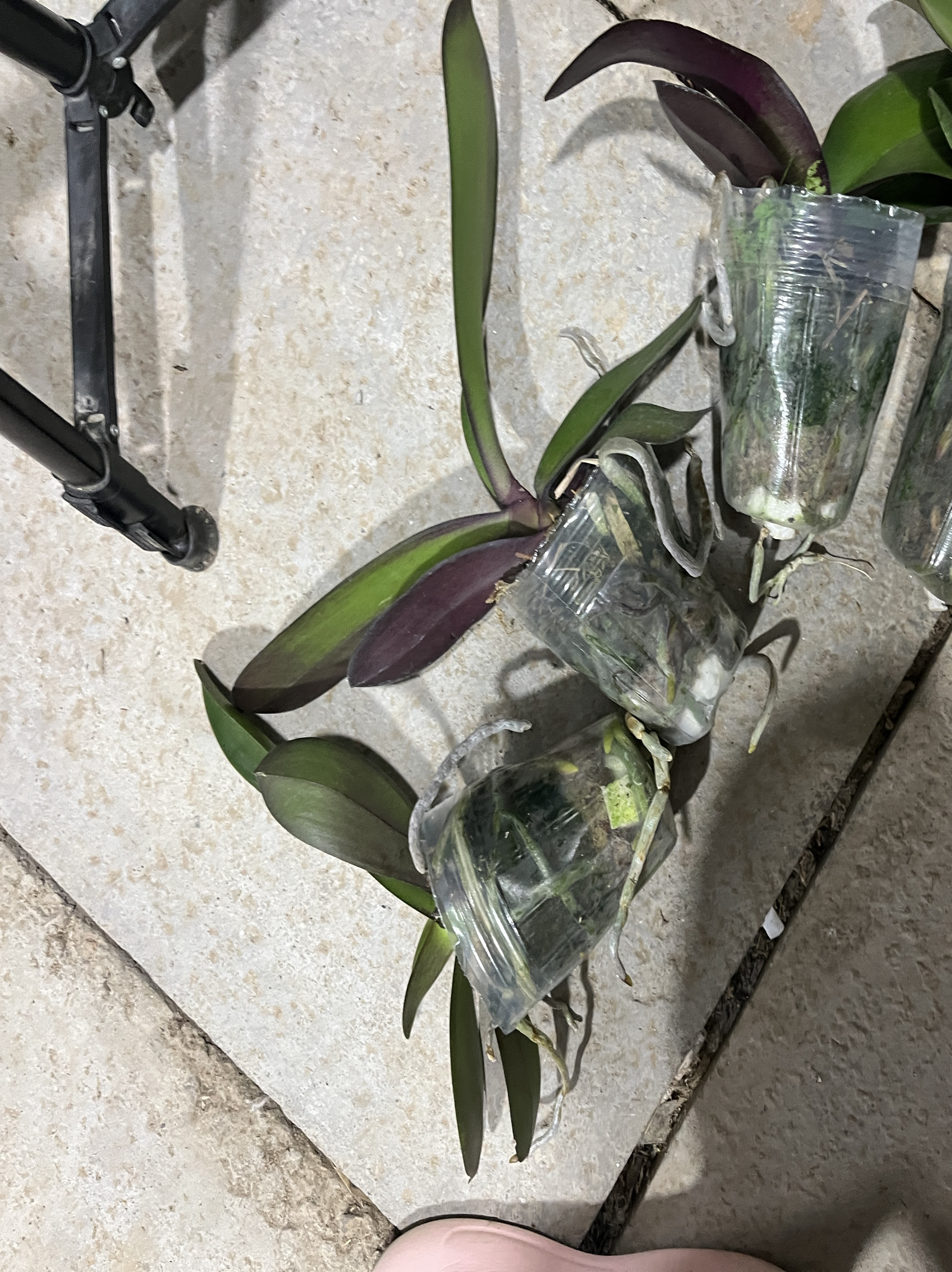 蝴蝶兰实生苗破损花后苗19.9发4颗