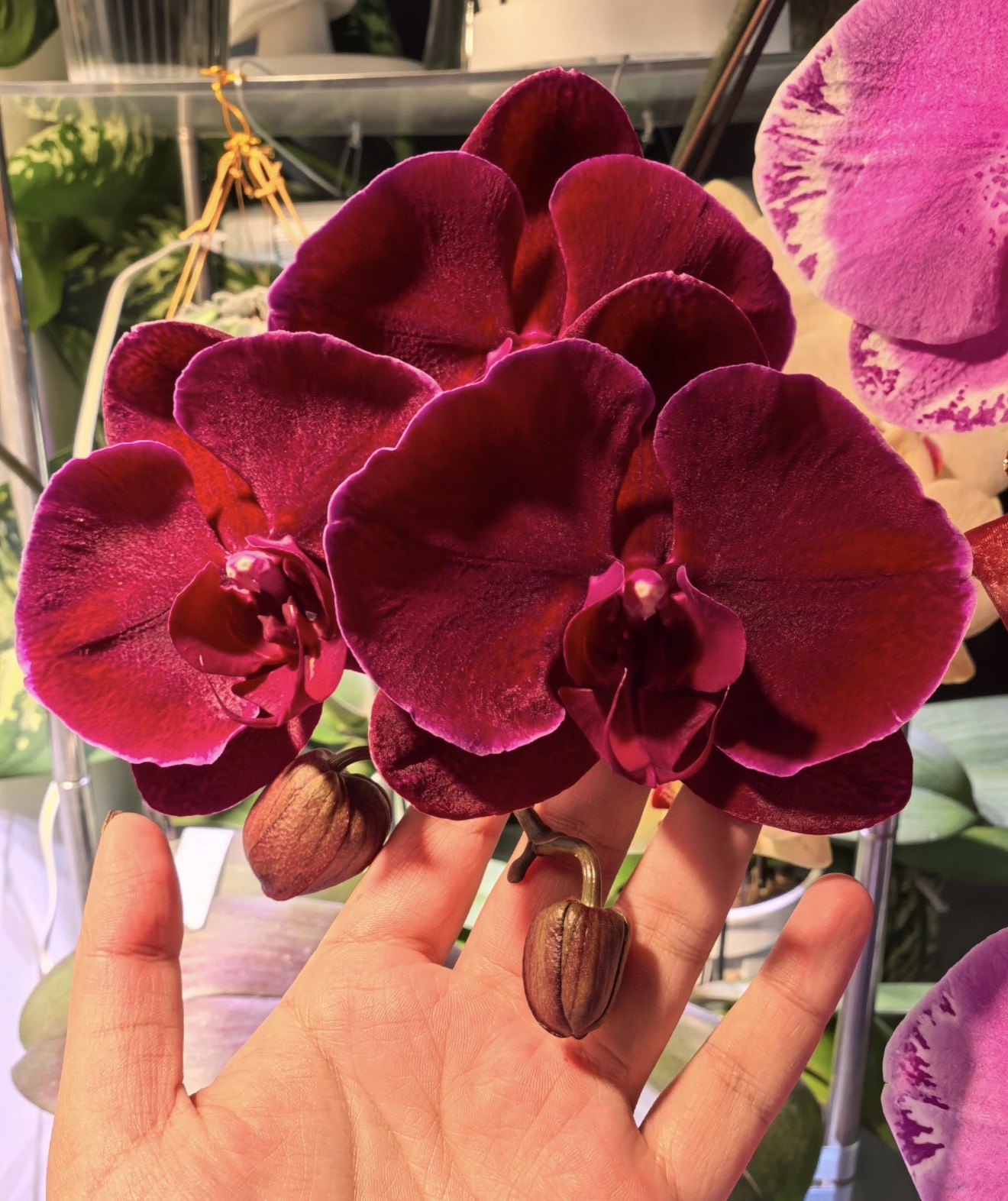 蝴蝶兰【牛记黑脸】3.5寸加高杯 不带花剑