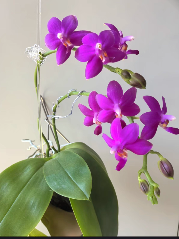 （任意两颗包邮）蝴蝶兰红马丁1.7寸杯宝宝苗 苗不壮