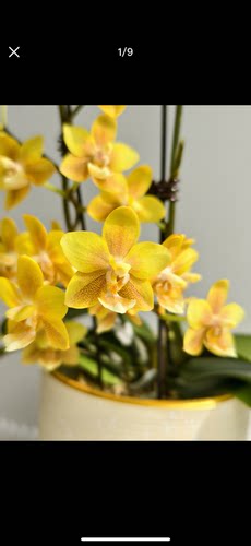 蝴蝶兰【黄巧克力】2.5寸杯 不带花剑