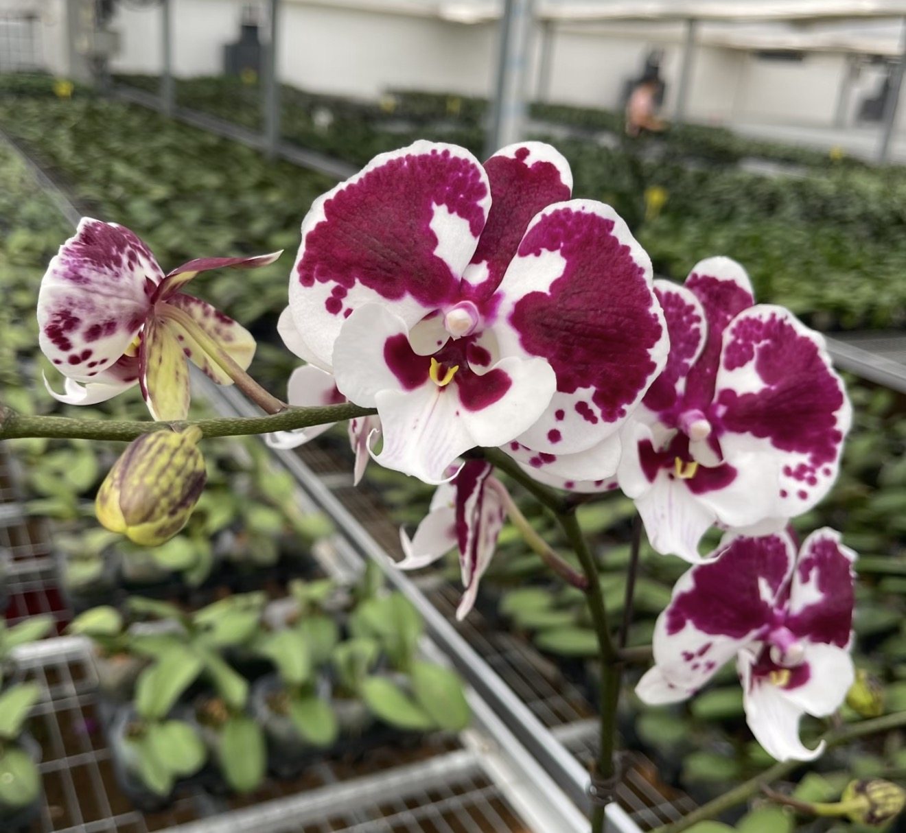 蝴蝶兰【一千零一夜】3.0寸杯 带花剑,鲜花速递/花卉仿真/绿植园艺,国兰/杂交兰/洋兰类,淘宝优惠券,粉丝福利购,淘宝优惠卷