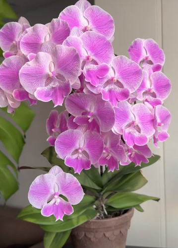 一颗不发 蝴蝶兰 【梦露】2.8寸杯 不带花剑