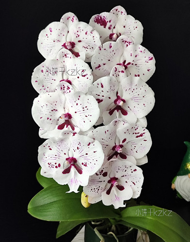 蝴蝶兰【新品F8286】2.8寸杯 不带花剑