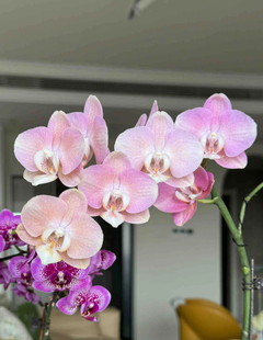 不带花剑 2.8寸杯 蝴蝶兰 鲑鱼