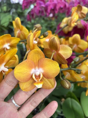 蝴蝶兰【拉斯维加斯】2.8寸杯 不带花剑