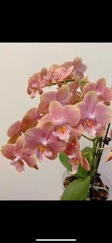 蝴蝶兰【瓦力 01502】开花有香 2.8寸杯 不带花剑