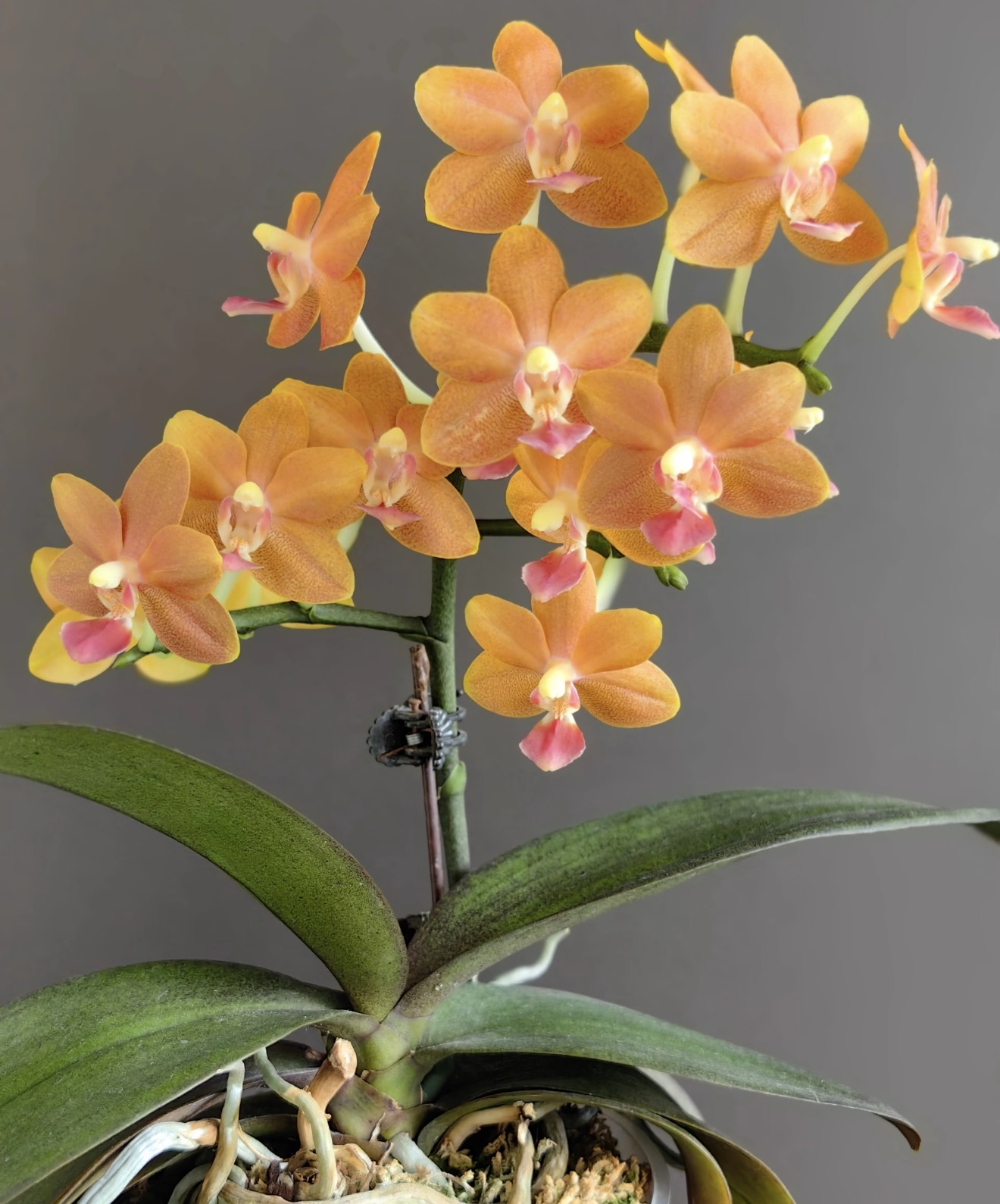 蝴蝶兰 【龚氏小橘子】1.7寸杯宝宝苗 （苗不大）