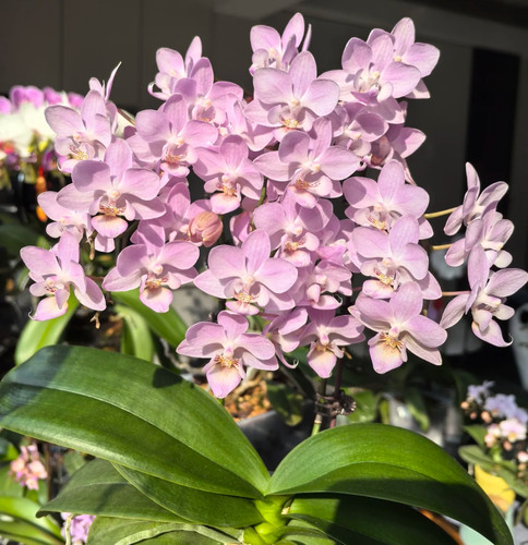 蝴蝶兰【樱花公主】2.8寸杯 带花剑