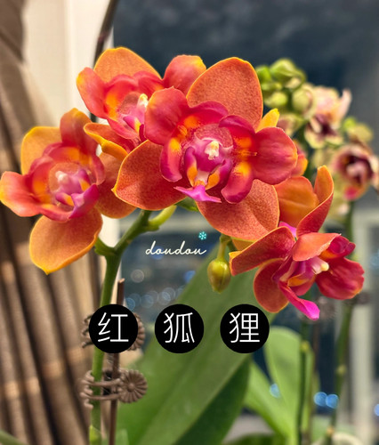 蝴蝶兰【火狐狸两眼】2.8寸杯 不带花剑