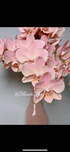 一颗不发蝴蝶兰【安祖·特拉维索】叶损2.5寸杯不带花剑