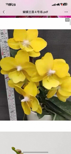 蝴蝶兰金格格2.8寸杯