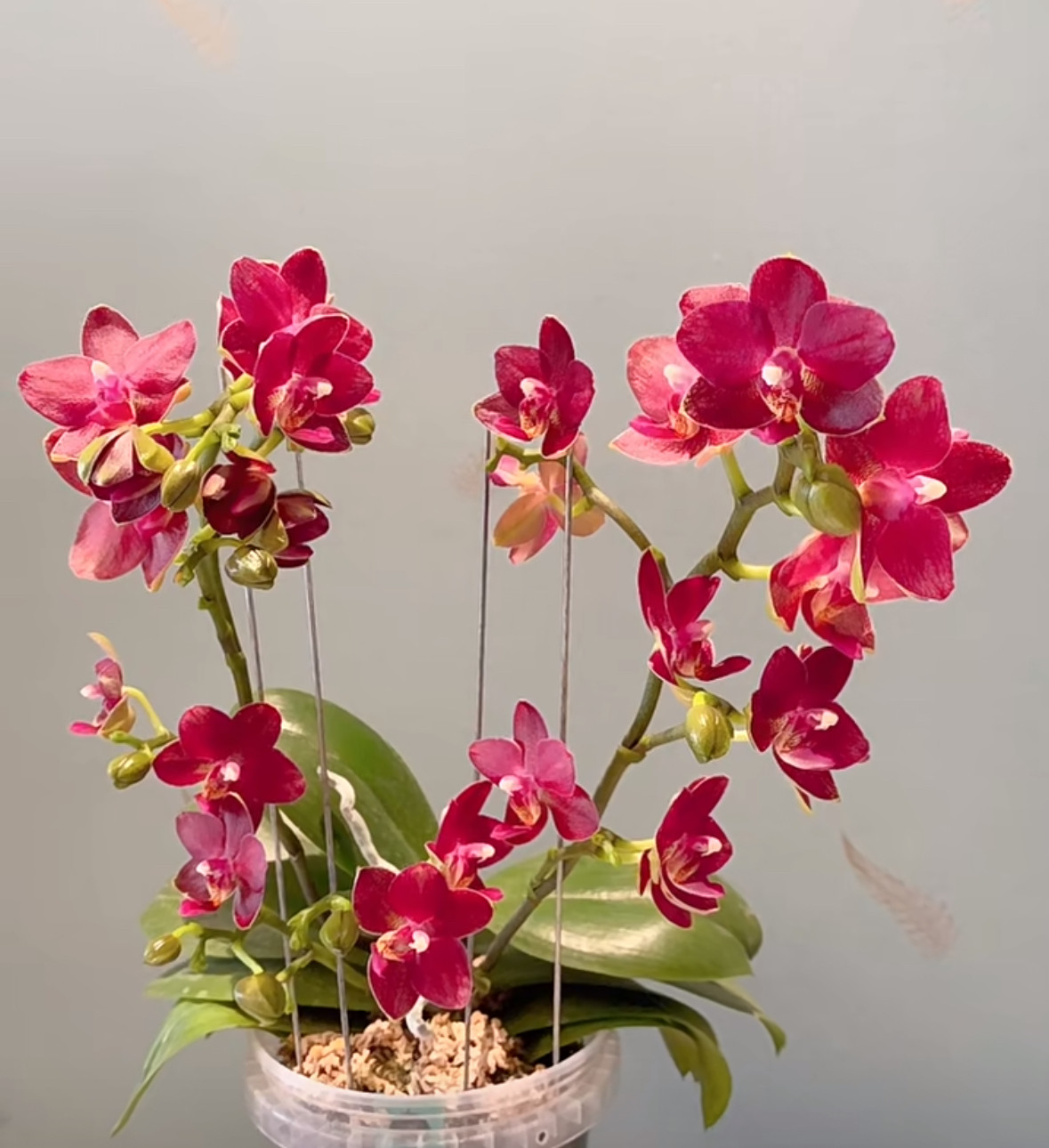 蝴蝶兰【樱桃番茄】3.0寸加高杯 不带花剑,鲜花速递/花卉仿真/绿植园艺,国兰/杂交兰/洋兰类,淘宝优惠券,粉丝福利购,淘宝优惠卷