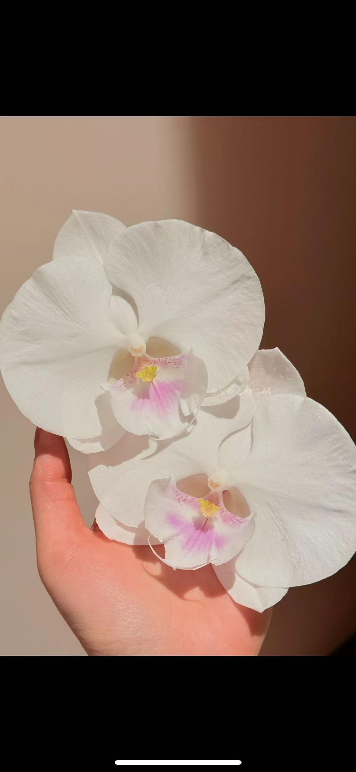 蝴蝶兰ch2000【白富美】2.8寸杯带花剑 根系一般