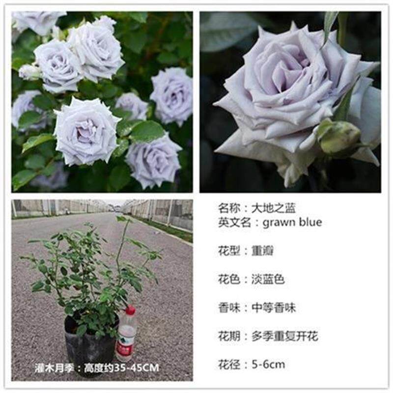 大地之蓝切花月季花苗大花浓香a庭院花园k盆栽地u栽四季开花中苗