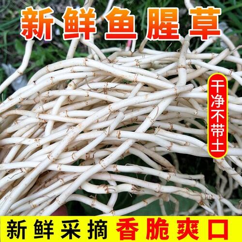 现挖现发农家鱼腥草根新鲜
