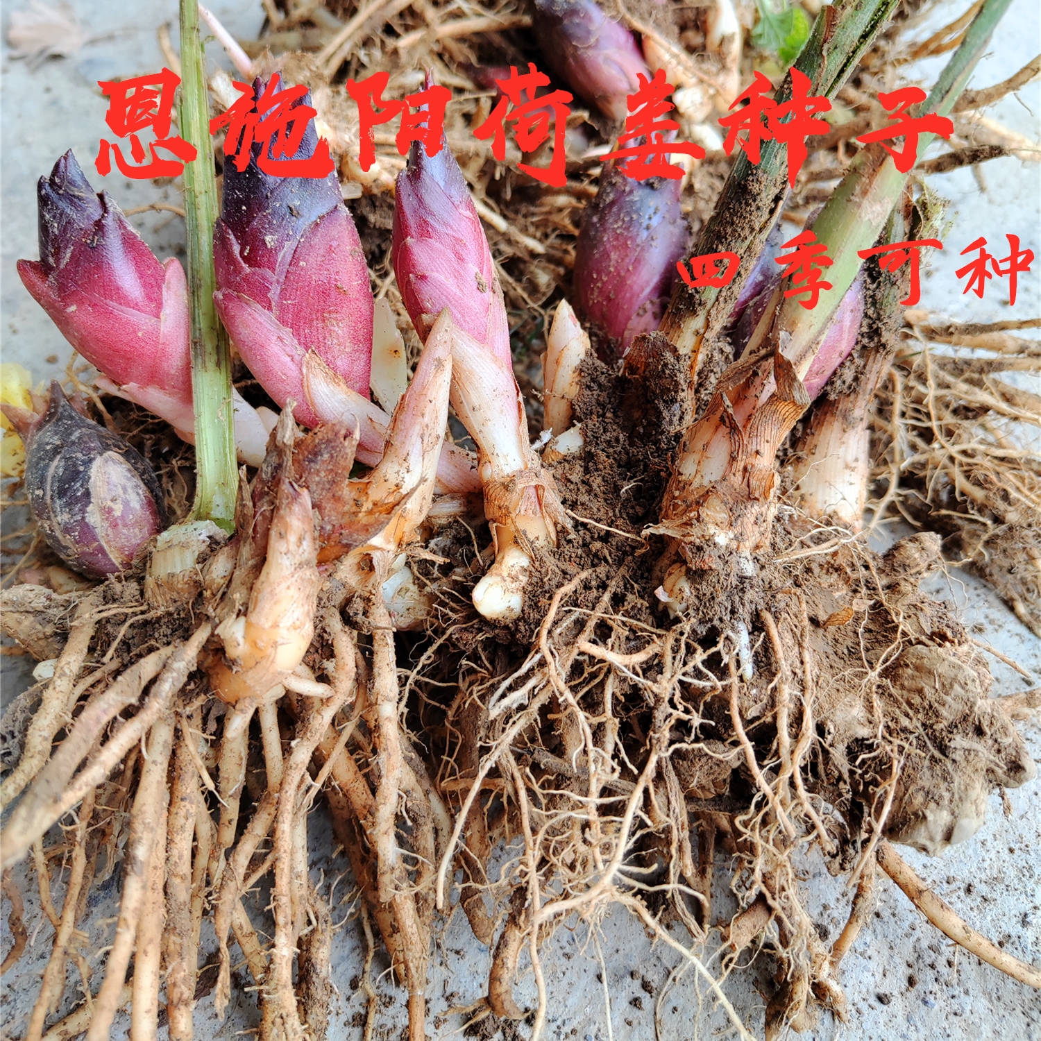 恩施阳荷种阳荷姜种新鲜根苗园艺