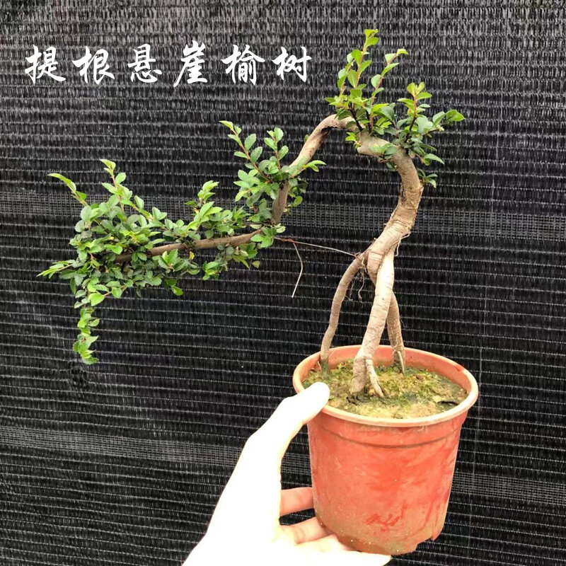 提根悬崖榆树盆景小叶造型老桩观叶植物窗台庭院阳台吸甲醛容易