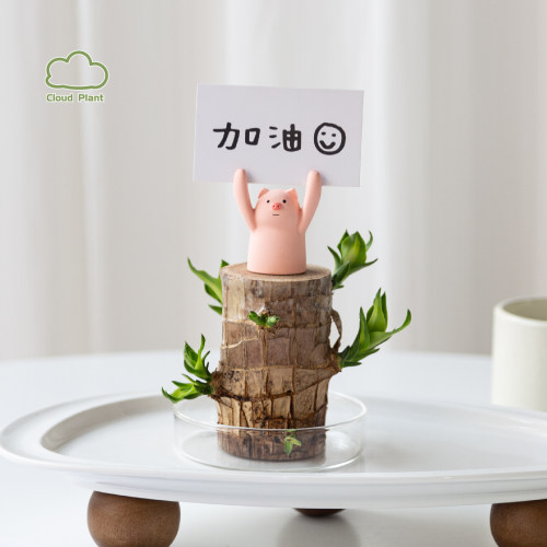 巴西木水培创意伴手礼物