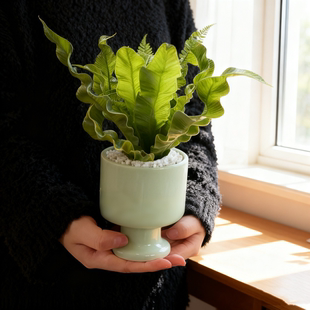 火焰鸟巢蕨办公室内喜阴小盆栽净化空气客厅桌面绿植新手好养植物