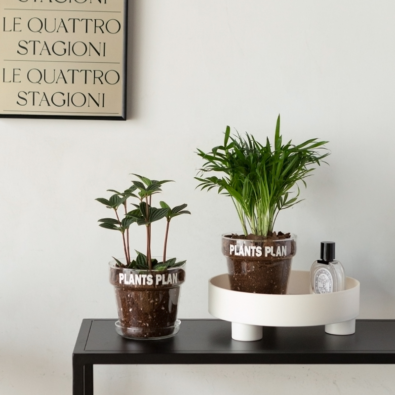 净化空气好养盆栽绿植室内ins风