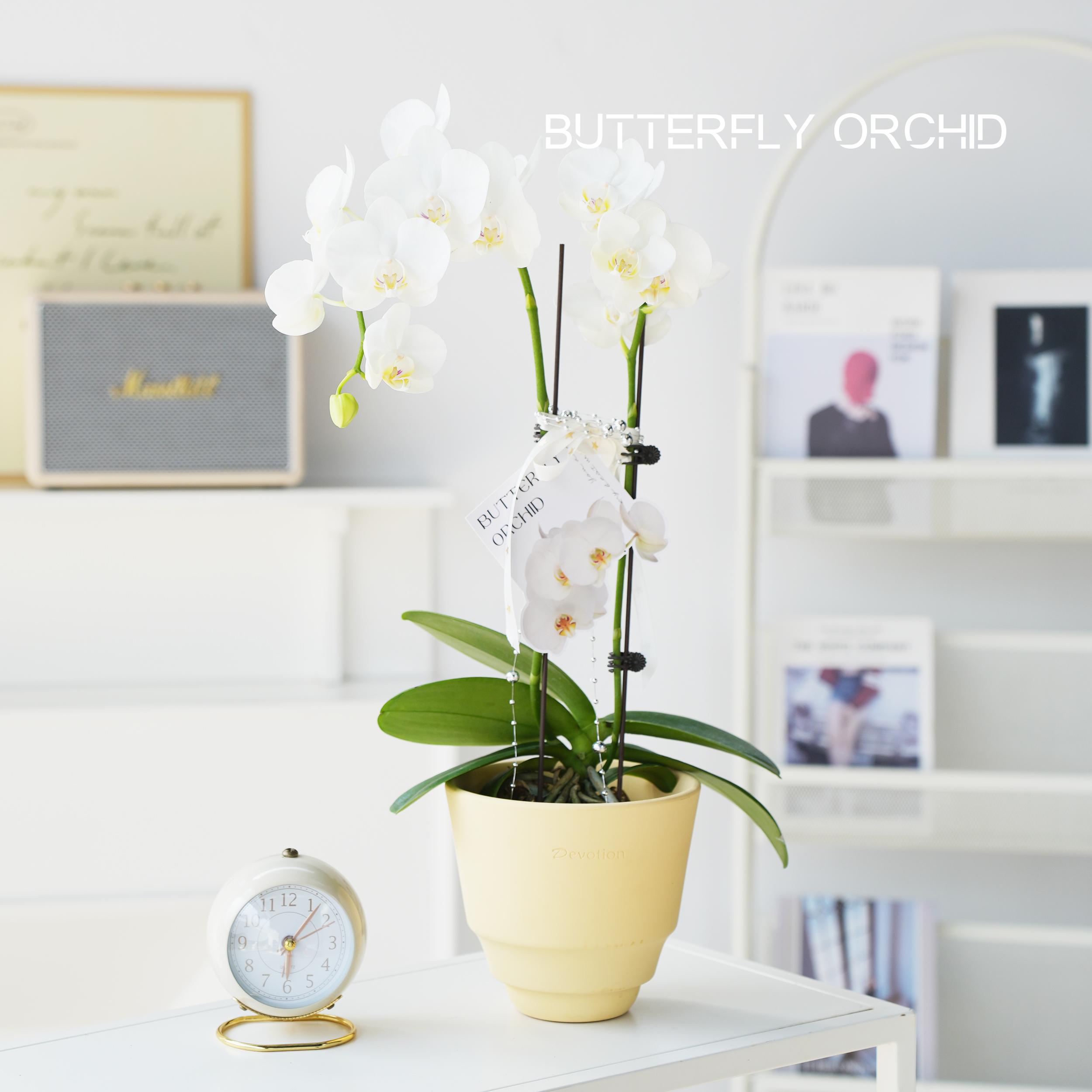 白色蝴蝶兰花苗带花苞办公桌书桌盆栽轻奢植物花卉四季开花好养活