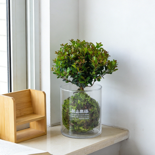小叶赤楠苔藓球盆栽水培植物办公室内桌面净化空气绿植装饰品摆件