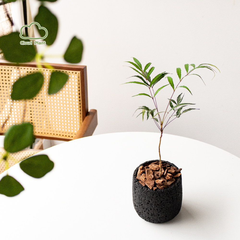 网红植物十大功劳新款绿竹桌面盆栽室内花卉观叶茶几阳台奇特盆景