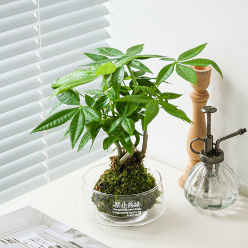 水培奇趣发财树苔藓球植物办公室内桌面好养易活造型绿植招财花卉