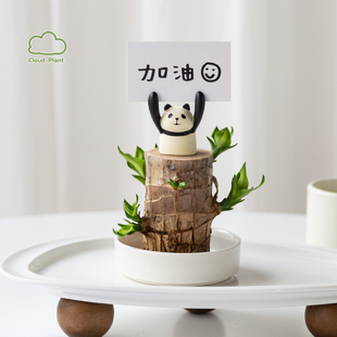 白云植物 | 巴西木水培盆栽室内绿植小桌面幸运木花卉礼物创意花