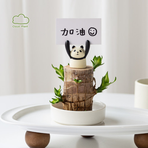 巴西木水培盆栽室内绿植