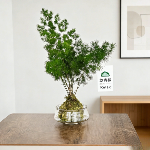 蓬莱松苔藓球盆栽室内客厅桌面好养活水培植物四季常青放青松绿植