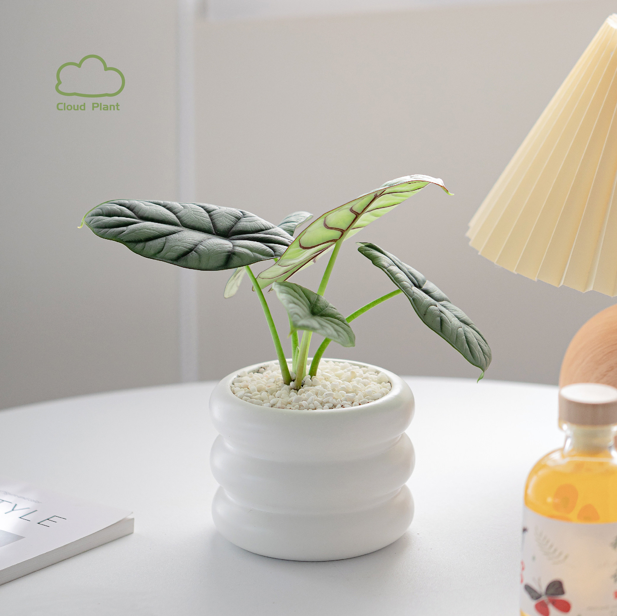 白犀牛海芋北欧ins风办公室内客厅植物好养活网红绿植盆栽吸甲醛